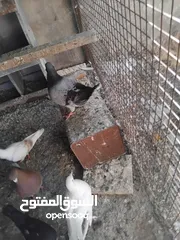  6 حمام حجم كبير للبيع عدد. 14