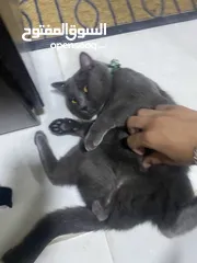  4 قطه سكوتش فولت للبيع بسعر مغري  قابل للتفاوض