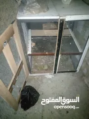  20 جوز حمام يمامه للبيع صحه ونضافه وشغال