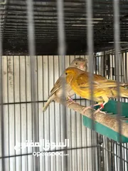  18 متاح اجواز كنار وكوكتيل وايت فيس وجوز حب