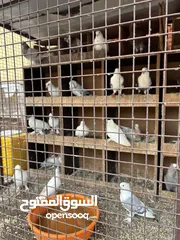  5 طيور حمام للبيع