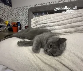  1 للبيع قط سكوتش بسعر مغري جداً
