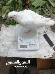  9 متوفر لزبائنها الكرام زغاليل حمام بلدي للذبح نخب اول أحجام ممتازة