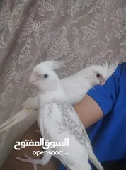 1 جوز كوكتيل البينو جامبو وبايد مرتب اول خيرهم شهر و وبيجهزوا  اليفات بالصلاة على النبي وعز تدريبهم