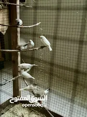  4 عصافير فنقز شغاال 100‎%‎