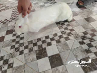 4 أرانب ذكور للبيع