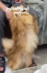  8 للبيع كلب بومبريان