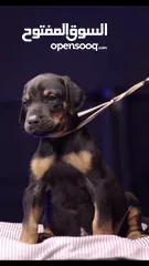  5 puppies Doberman full pedigree  Super quality