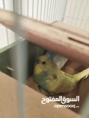  4 حوز بادجي (طيور الحب) جاهز للإنتاج بألوان مميزة