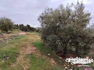  7 فرصه للشراء ارض مشجره جاهزه داخل التنظيم ومخدومه شارع معبد خدمات كامله ومطله