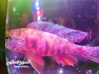  8 سمك سلفر بارب،سلفر شارك، كوي طفرات، سيكلد طفرات