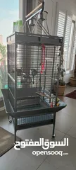  3 African Grey Parrot and all accessories