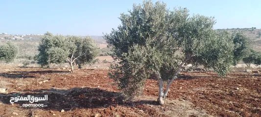 7 ارض للبيع في عربونه