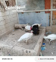  1 حبش العدد اربع حبشات لون ابيض وديك حبش اسود كلو شغال