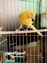  12 جوز كنار بناديق  شغال مع فرخهن