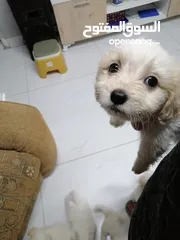  3 انثى فرنش تيرير عمر شهرين   puppy 2-months female - French Terrier
