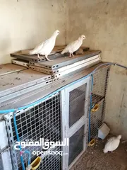  4 شنار ابيض للبيع