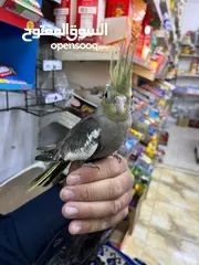  3 طير كوكتيل