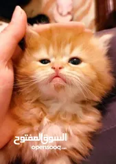  1 قطط شيرازي هيمالايا