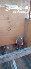  2 حمام للببع  كفاله شغل