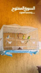  1 Budgies with full accessories