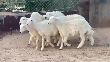  1 اضاحي حري خروف