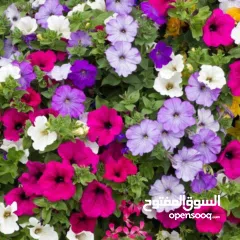  2 شقة سكنية للعائلات او لطالبات الجامعات فقط