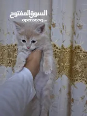  6 قطط سيبيرية قطة كبيرة و وبسس صغار للبيع