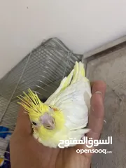  17 فراخ كوكتيل للبيع+قفاص مستعمله شبه جديده جديده قابل للبدل ع كوكتيل شغالات