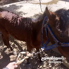  14 فرس مع مهر للبيع