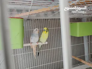  1 Budgies Breeding Pairs