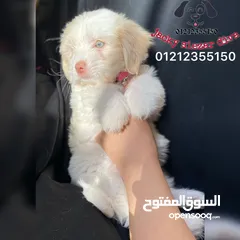  3 هافانيز بيور