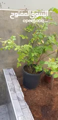  12 زريعة مشكلة
