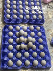  3 بيض حجل بلدي للبيع