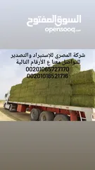  3 برسيم حجازي مصري  للتصدير