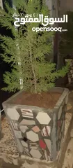  29 احواض زريعه اسمنتيه قابله للبدل