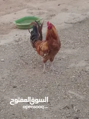  1 ديك للبيع صحه ونضافه للبيع تسليم الرصيفه الجبل الشمالي خلف مستشفى الأمير فيصل