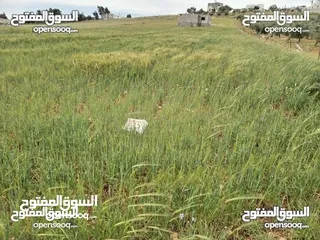  2 3500 م للبيع  واصل جميع الخدمات ارض مستويه مثل الكف وتربه حمراء
