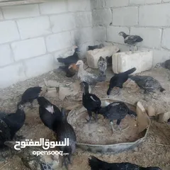 2 بسم الله فرخات نخب اول