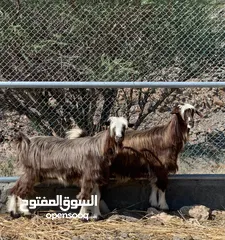  2 شاتين من حلال بني سعيد عشار 150 راسين