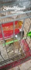  1 جوز شغلات بصلاة على النبي فحل سكني أبو فراخ وطيره نحاسي مقنبره