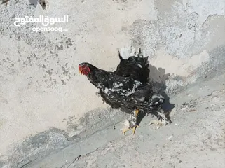  2 جاج براهما