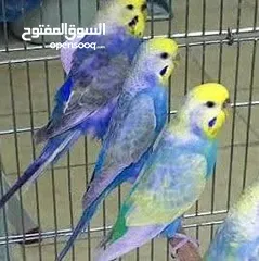  1 جواز رينبو ومخاليف رينبو اربد صما كل اشي اله سعره