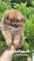  13 بومارينيان تيكب أصغر حجم مستوى عالي جدا pomeranian t_cup