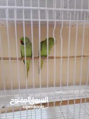  2 للبيع ببغاء الدره ذكر وانثى