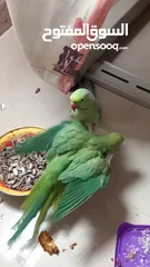  1 Green parrot