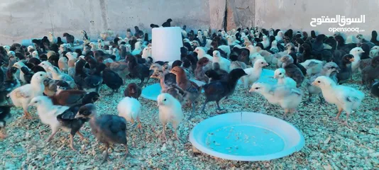  2 موجود صيصان بلدي بكميات