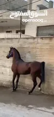  4 خيل عربي آصيل