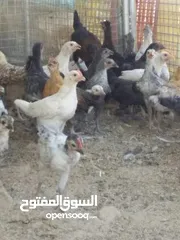  3 دجاج عماني للبيع