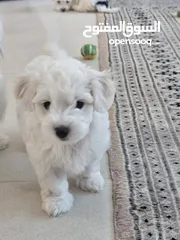  1 havanese female 2 month old puppy